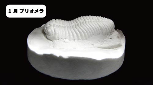 わくわく１月プリオメラ（名前入り）