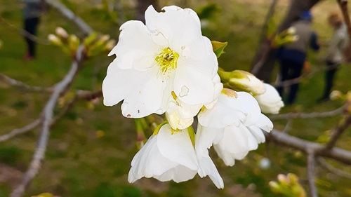 自然観察会４月