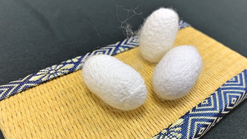 わくわく4月カイコまゆ