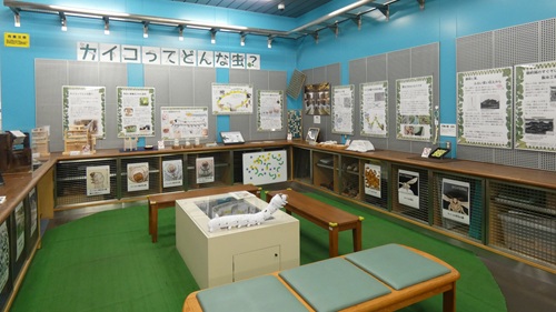 カイコ展示の様子①